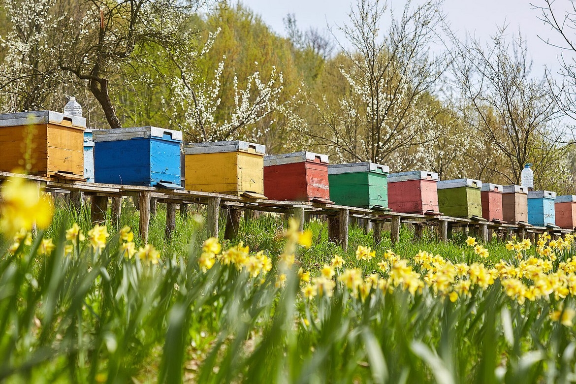 BIODIVERSITÉ : LES APICULTEURS À LA RECHERCHE DE NOUVEAUX EMPLACEMENTS