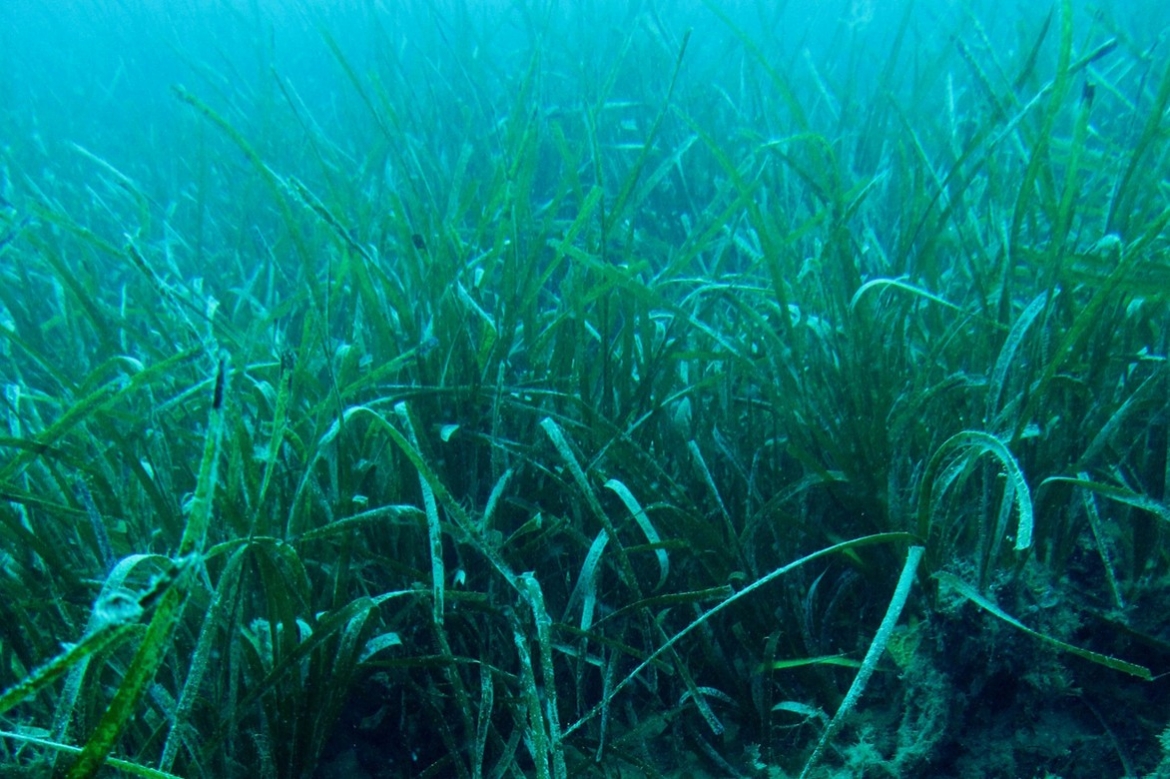 NATURA 2000 : &quot;SOS POSIDONIES&quot;, UNE VIDEO DE SENSIBILISATION