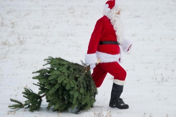 TRI &amp; RECYCLAGE : OÙ ET COMMENT RECYCLER VOTRE SAPIN DE NOËL ?